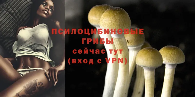 мега как войти  закладки  Белая Холуница  Псилоцибиновые грибы Psilocybe 